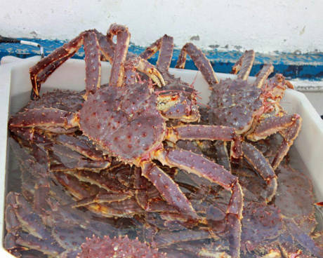 Crab Kamchatka